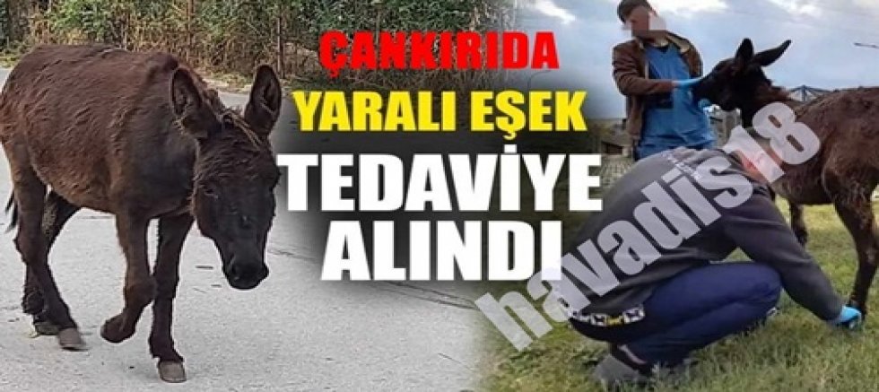 ÇANKIRIDA TRAFİK KAZASI 1 EŞEK YARALANDI!